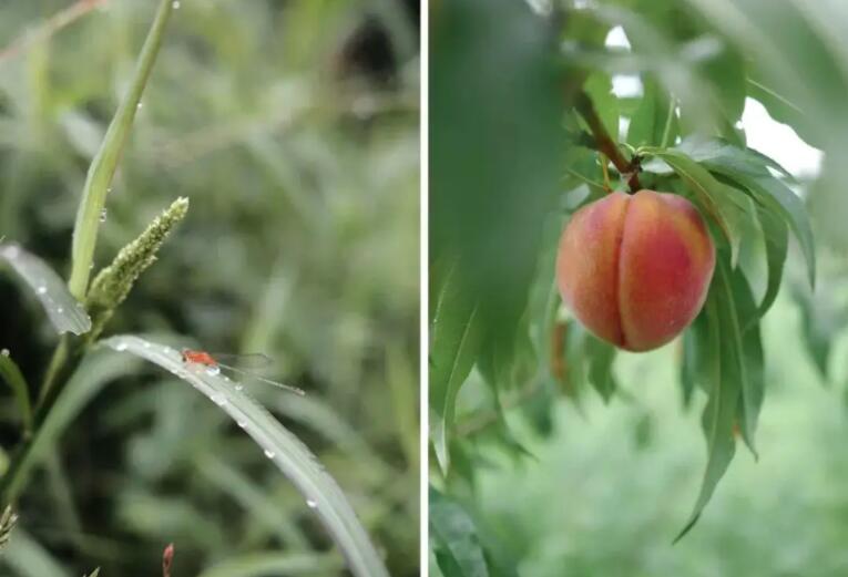 原生態(tài)農(nóng)產(chǎn)品品牌設計